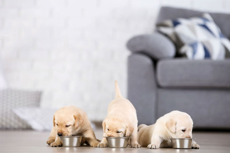 Superfood Feed The ‘Go-To’ Kibble For Breeders - Fallowcopse Feeds - Petersfield Hampshire Surrey Sussex London Berkshire Buckinghamshire