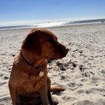 Understanding Ginger’s Food Intolerance: A Journey to Better Health - Fallowcopse Feeds - Petersfield Hampshire Surrey Sussex London