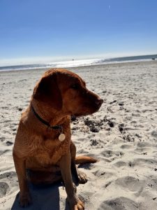 Understanding Ginger’s Food Intolerance: A Journey to Better Health - Fallowcopse Feeds - Petersfield Hampshire Surrey Sussex London