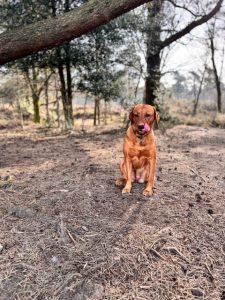 Understanding Ginger’s Food Intolerance: A Journey to Better Health - Fallowcopse Feeds - Petersfield Hampshire Surrey Sussex London